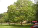walnut_tree_welsh_bicknor_church