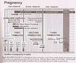 preg timings