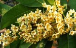 osmanthus