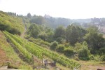 Runkel red vineyard